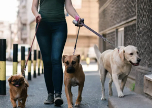 Partido Verde busca regular a paseadores de perros