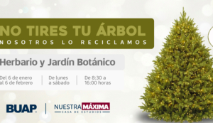 BUAP pone en marcha su recolección de árboles de Navidad para elaboración de composta