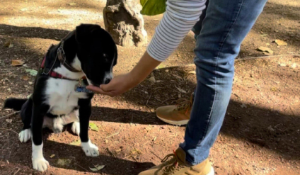 Impartirán curso gratuito de adiestramiento canino en el Parque Centenario Laguna de Chapulco