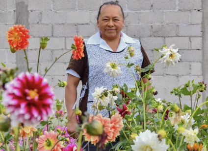 Comuna de Huamantla obsequiará plantas de Flor de Dalia; consulta detalles aquí