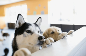 Verde busca prohibir exhibición de perros y gatos en puntos de venta