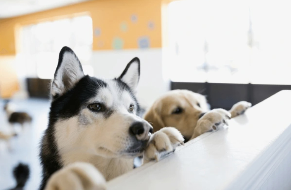 Verde busca prohibir exhibición de perros y gatos en puntos de venta