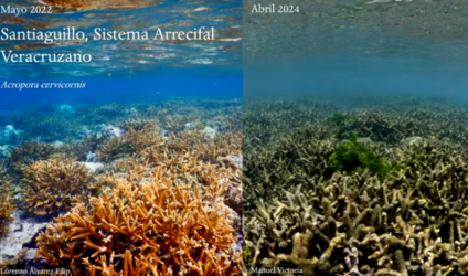 En riesgo, los arrecifes en México debido a las altas temperaturas, advierte científico