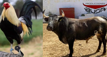 Rechaza la SCJN que corridas de toros y peleas de gallos sean consideradas patrimonio cultural inmaterial