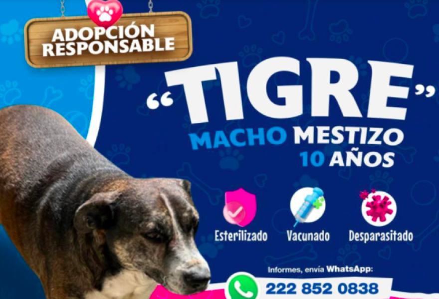 Está época decembrina adopta un lomito, no lo compres