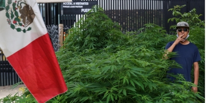 Suprema Corte declara inconstitucional la prohibición del uso lúdico del cannabis