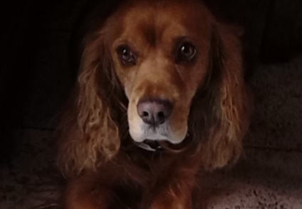 ¿Con quién se queda el perro? Congreso de la CDMX legisla para custodiar mascotas en caso de divorcios