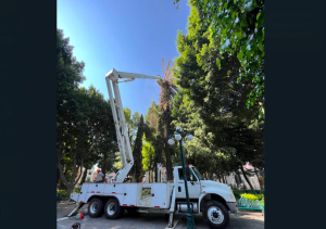 Comuna retirará palmera en el zócalo por infección de hongo 