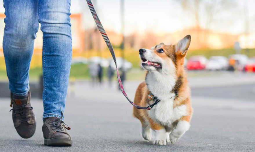 Los perros pueden contagiarse del estrés humano