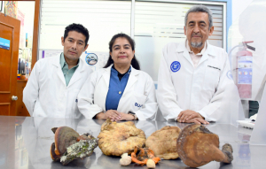 BUAP rescata y documenta recolección, identificación y consumo de hongos comestibles del Parque Nacional Malinche