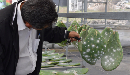 investigadores del Centro de Agroecología del Instituto de Ciencias de la BUAP desarrollan tecnologías para mejorar la producción agrícola y forestal