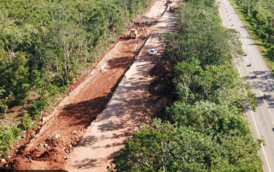 Ordena INAI a la 4T informar sobre árboles removidos para el paso del Tren Maya e impacto ambiental