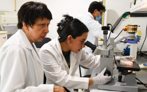 Grupo multidisciplinario de la BUAP desarrolla modelos computacionales que predicen y describen la regeneración epitelial