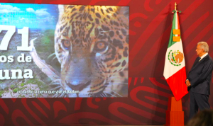 Súbete al tren, guerrero jaguar: la nueva canción dedicada al Tren Maya