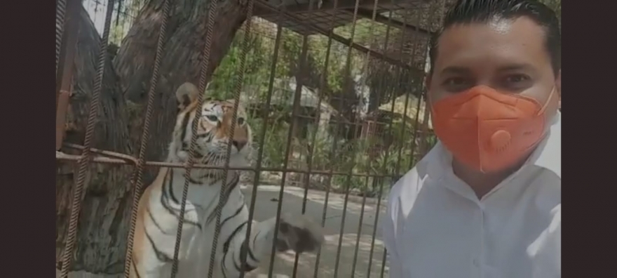 Tigre ataca a candidato de MC en Tehuacán