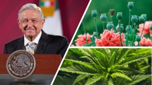 El estado de Guerrero es mundialmente conocido por los cultivos ilegales de marihuana y amapola. 