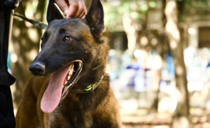 Rocky un lomito rescatado se convierte en guardián del Parque Juárez