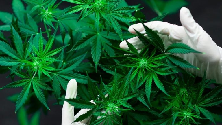 Senado hace historia y avala despenalizar el uso lúdico de la marihuana