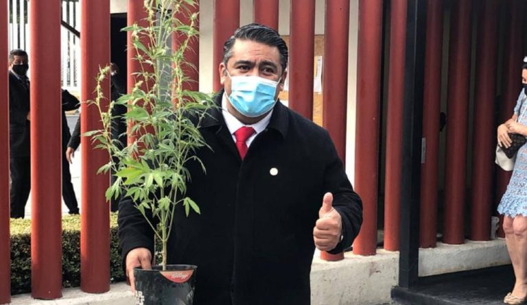 Diputado de Morena busca sembrar marihuana en San Lázaro