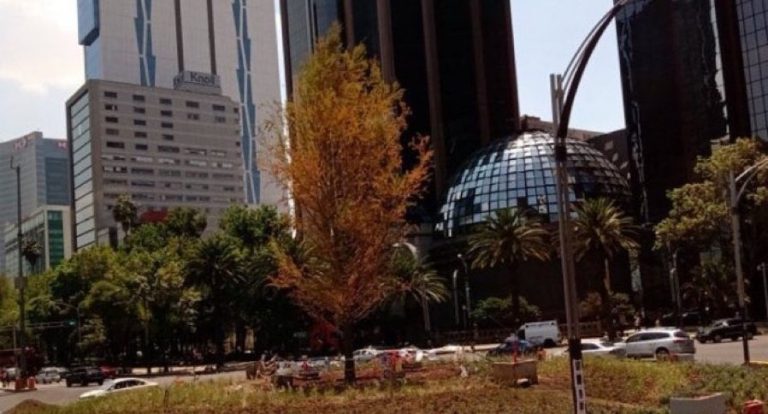 “Ahuehuete está en proceso de adaptación”, dice el gobierno de la CDMX