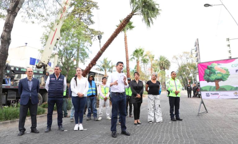 Con la segunda etapa de “Aire joven” plantarán 10 mil árboles más y 62 palmeras