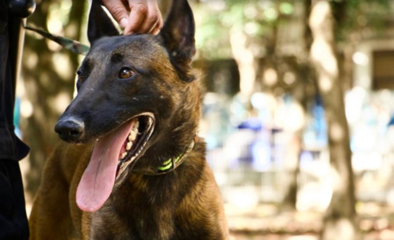 Rocky un lomito rescatado se convierte en guardián del Parque Juárez