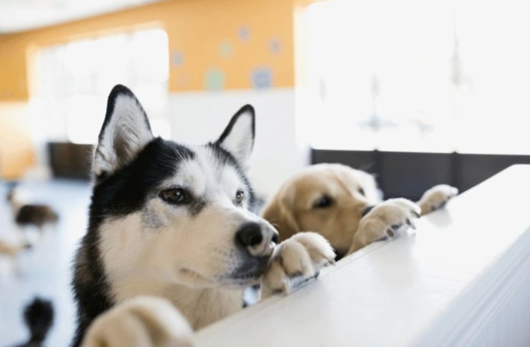 Partido Verde busca prohibir exhibición de perros y gatos en puntos de venta