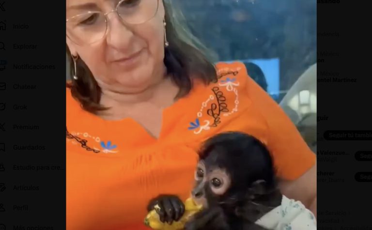PROFEPA denuncia a regidora de MC por posesión de mono araña en peligro de extinción   