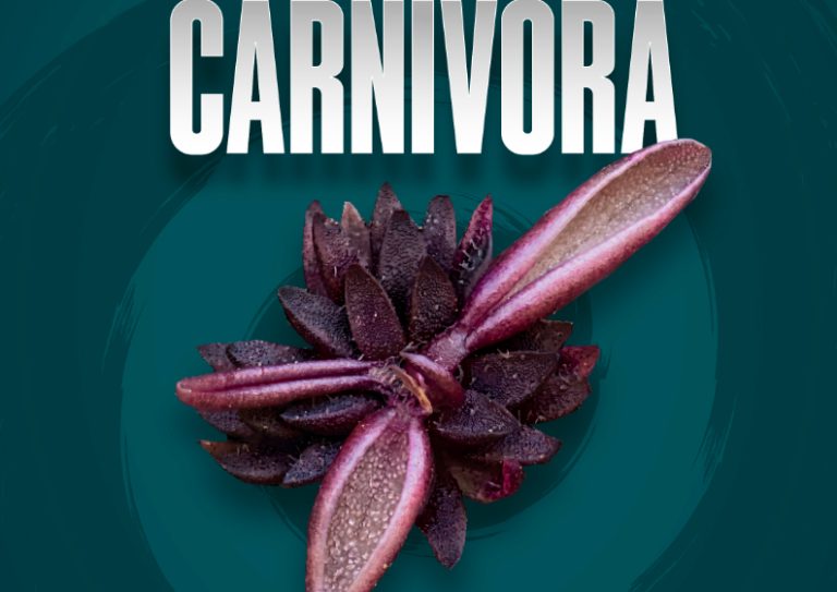 Investigadores BUAP descubren nueva especie de planta carnívora