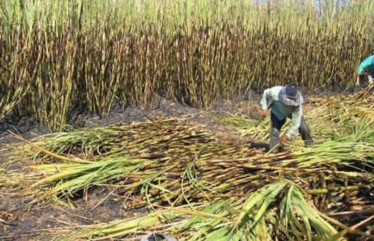 Morena admite crisis del sector azucarero del país